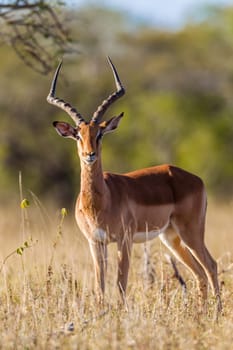 Buck impala wildlife animal alert male in nature safari reserve park in Africa