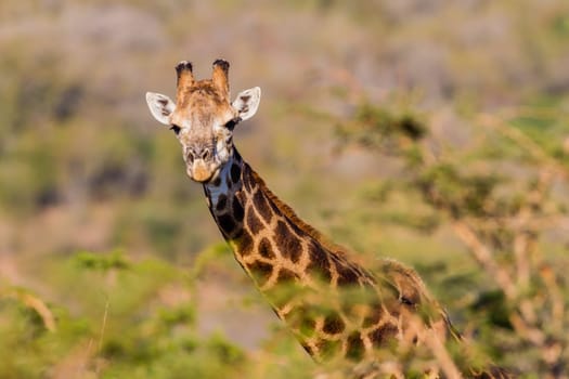Giraffe in nature outdoor safari reserve park in Africa.