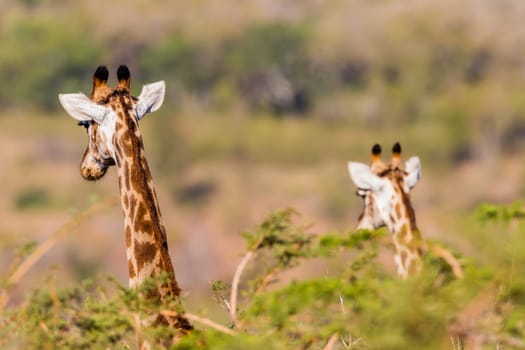 Giraffe in nature outdoor safari reserve park in Africa.