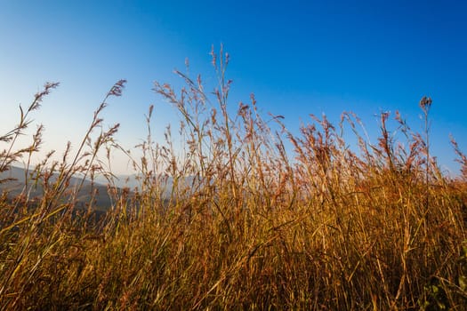 Long wilderness grass against a clear blue sky.