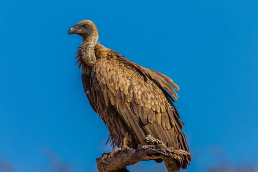 Vulture bird perched against blue sky in wildlife animal reserve park in Africa