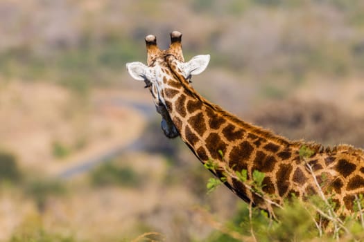 Giraffe in nature outdoor safari reserve park in Africa.