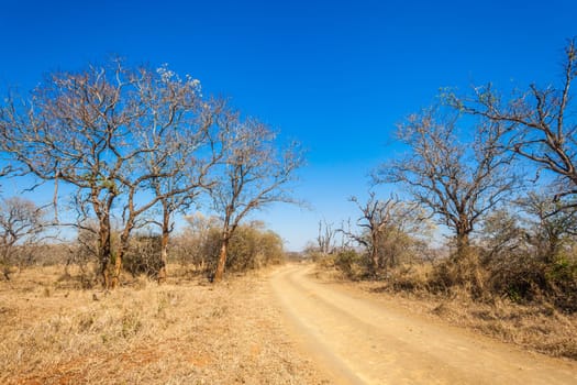 A dirt road in rugged wilderness wildlife terrain with blue sky leading into the distance.