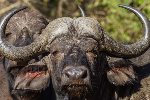 Buffalo in an outdoor wildlife nature safari reserve park in Africa.