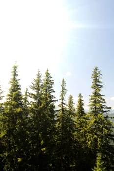 Mountains with green forest landscape.