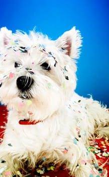West highland white terrier with confetti.