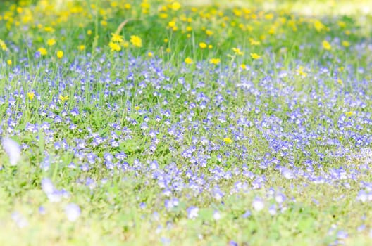 Blossoming field herbs with blue white small flowers on sunlit glade