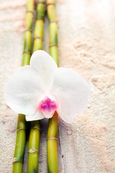 Beautiful fragile white orchid and bamboo on beach sand conceptual of wellness, alternative medicine and spa treatments
