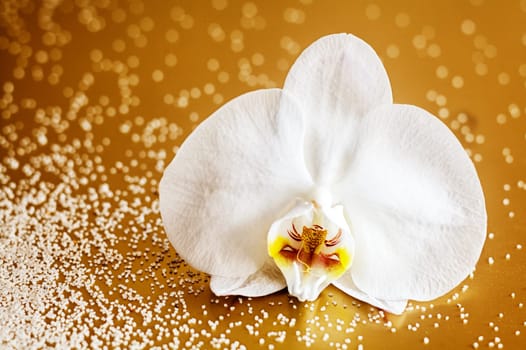 Beautiful fresh white phalaenopsis orchid symbolic of wellness and purity on a brown background with copyspace
