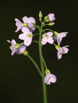 Meadow foam herb
