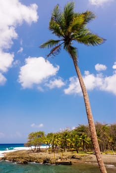 Tall palm tree on the Caribbean coast near Capurgana, Colombia