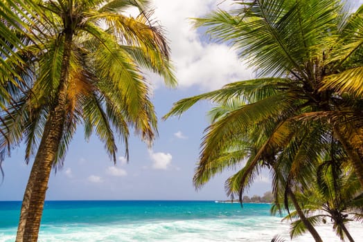 Caribbean seascape framed by palm trees in Capurgana, Colombia