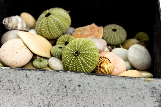 Shells in the box