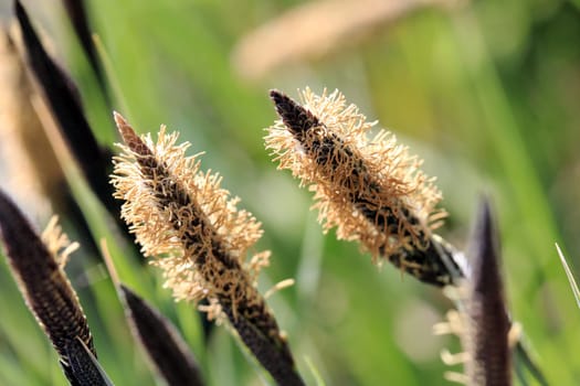 Flowering grasses
