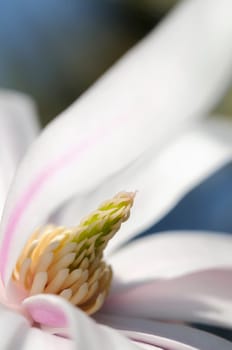 star magnolias