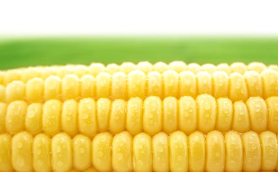 corn cob between green leaves .