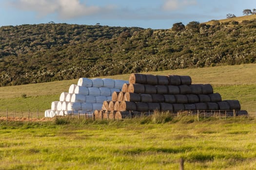 Cattle feed grass bales wrapped and unwrapped stacked in field for coming winter season.