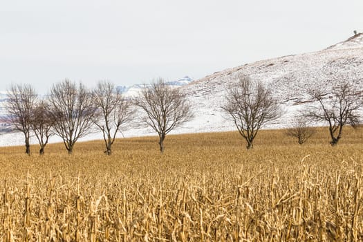 Agriculture farm of maize corn crops over the field of future food for the markets and economy.