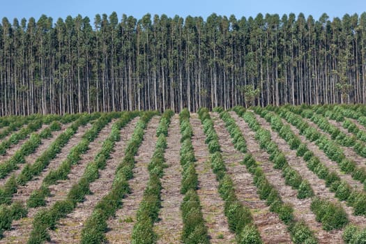 Tree Forest plantation landscape with young and maturing trees for harvest in agriculture industry