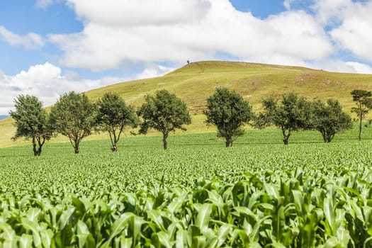 Agriculture farm of maize corn crops over the field of future food for the markets and economy.