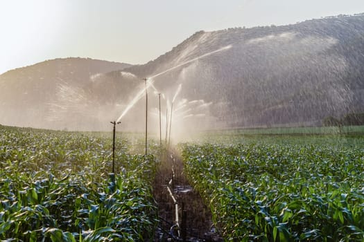 Agriculture farm of maize corn crops with tractor spraying treatments over the field of future food for the markets and economy.