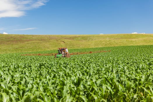 Agriculture farm of maize corn crops with tractor spraying treatments over the field of future food for the markets and economy.