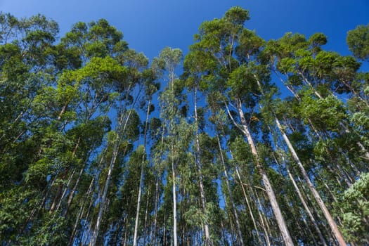 Trees growing high into blue sky on agriculture forest plantations
