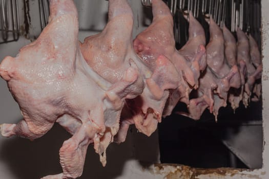 Agriculture poultry small scale abattoir with organic chickens ducks processed and packed for farmers market.