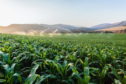 Agriculture young summer maize corn food crop with water irrigation sprinklers over the scenic landscape