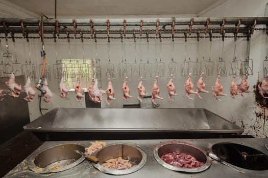 Agriculture poultry small scale abattoir with organic chickens ducks processed and packed for farmers market.