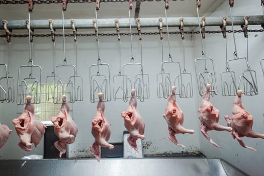 Agriculture poultry small scale abattoir with organic chickens ducks processed and packed for farmers market.