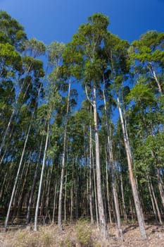 Trees growing high into blue sky on agriculture forest plantations