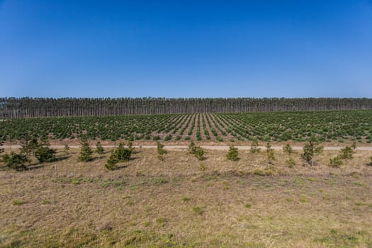 Trees growing high into blue sky on agriculture forest plantations