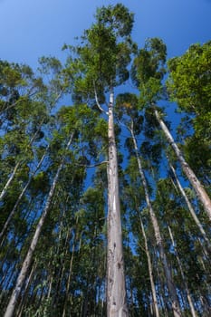 Trees growing high into blue sky on agriculture forest plantations