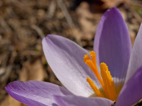 Crocus flower macro in winter