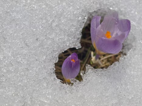 Crocus flower macro in snow