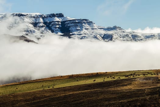 Mountains snow mist rising over rugged terrain with color contrast and cattle over the scenic landscape
