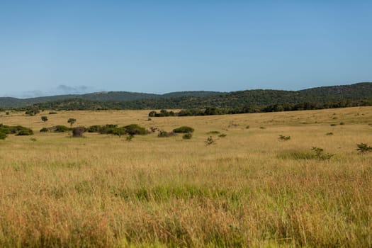 Grass lands savannah thick bush vegetation in wilderness wildlife terrain
