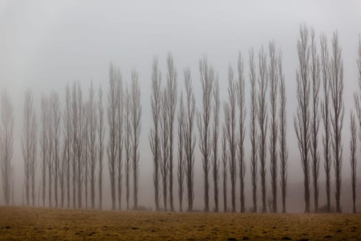 Trees in winter snow mist on the mountain landscape