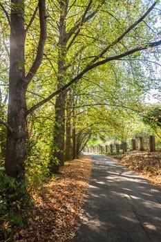 Trees in season change from summer to autumn with color contrasts on narrow rural countryside road.