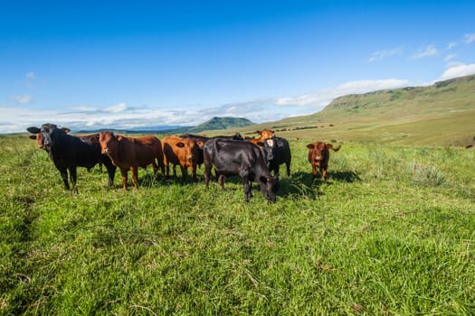 Young cattle herd of young heifers animals on summer green field mountain landscape