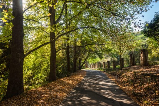 Trees in season change from summer to autumn with color contrasts on narrow rural countryside road.