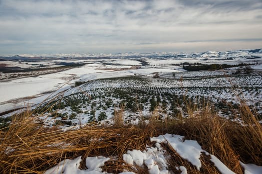 Young Trees in winter snow in the valley mountain landscape