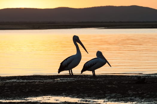 Birds pelicans and seagull living in habitat on blue waters river lagoon in tropics daytime and sunsets.