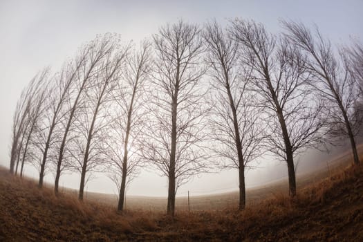 Trees in winter snow mist on the mountain landscape