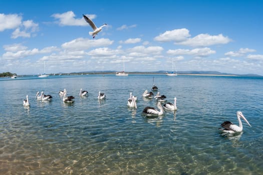 Birds pelicans and seagull living in habitat on blue waters river lagoon in tropics daytime and sunsets.