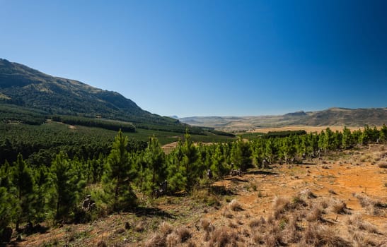 Green Trees forests farmed in rural mountainside hills wilderness