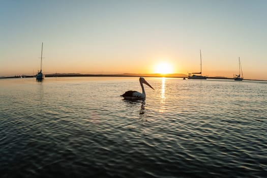 Birds pelicans and seagull living in habitat on blue waters river lagoon in tropics daytime and sunsets.