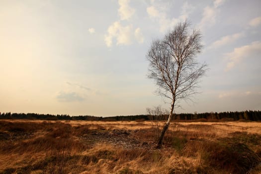 windschief