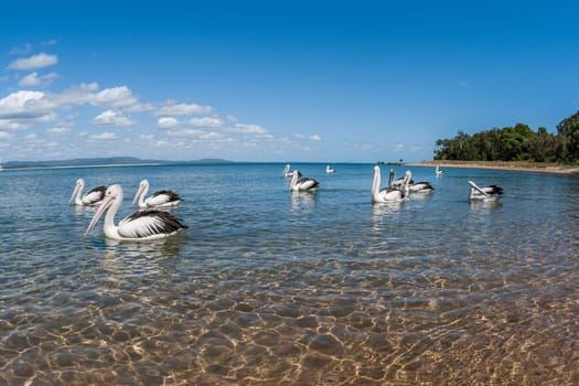 Birds pelicans and seagull living in habitat on blue waters river lagoon in tropics daytime and sunsets.